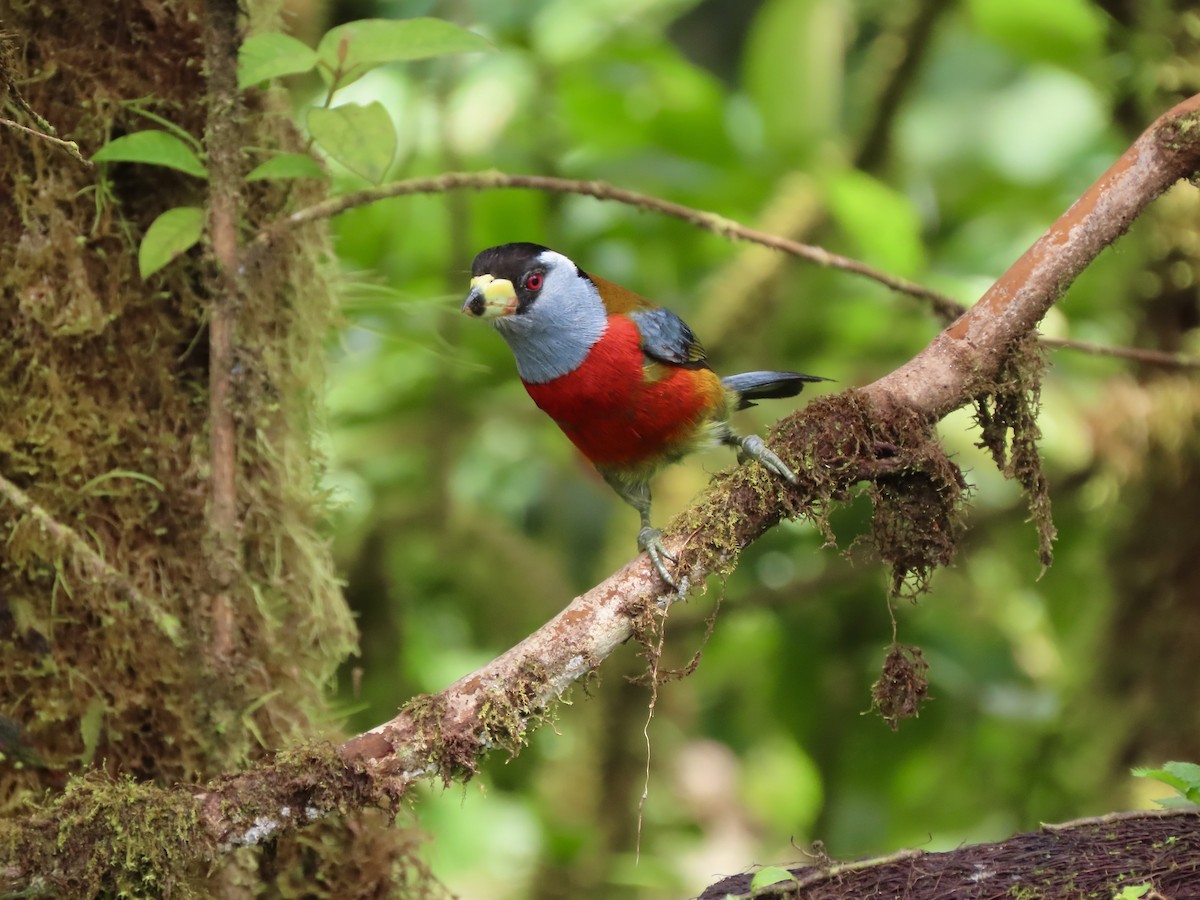 Toucan Barbet - Bonnie Berard