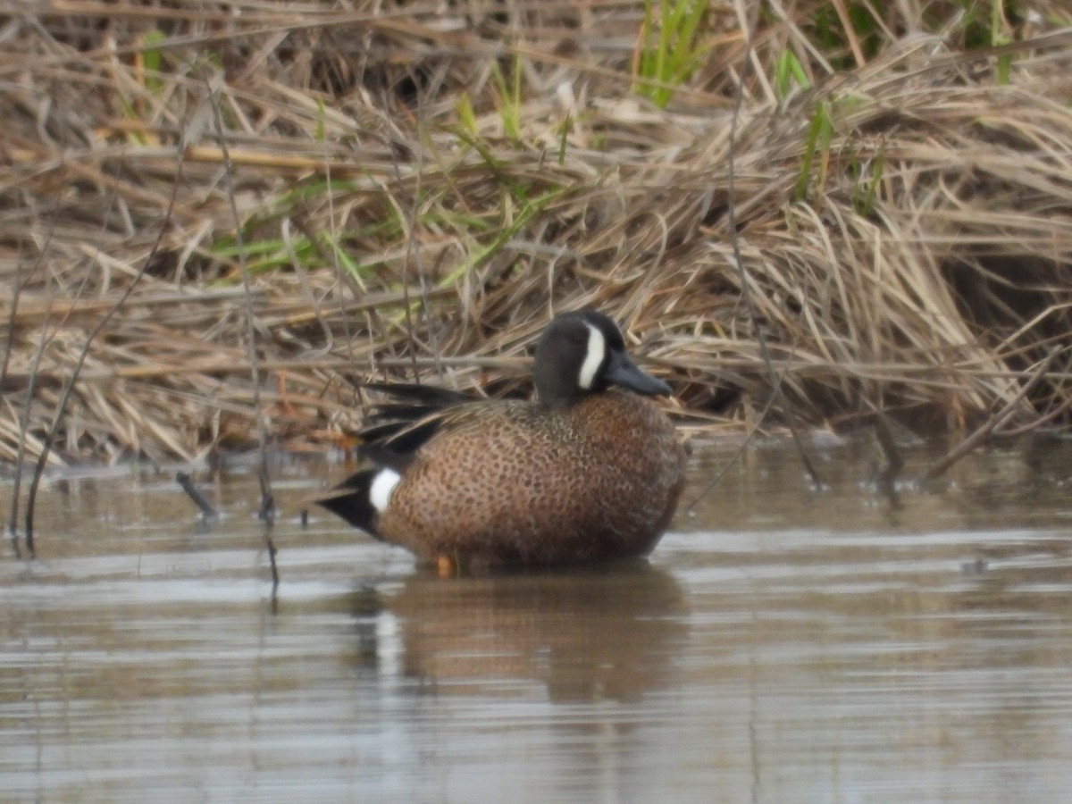 Blue-winged Teal - Brenda Meese