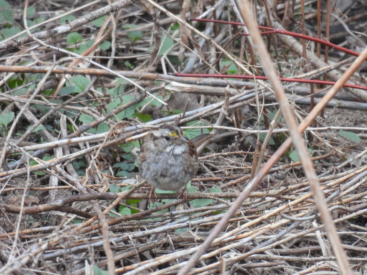 White-throated Sparrow - ML616791223