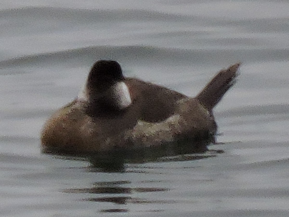 Ruddy Duck - ML616791233