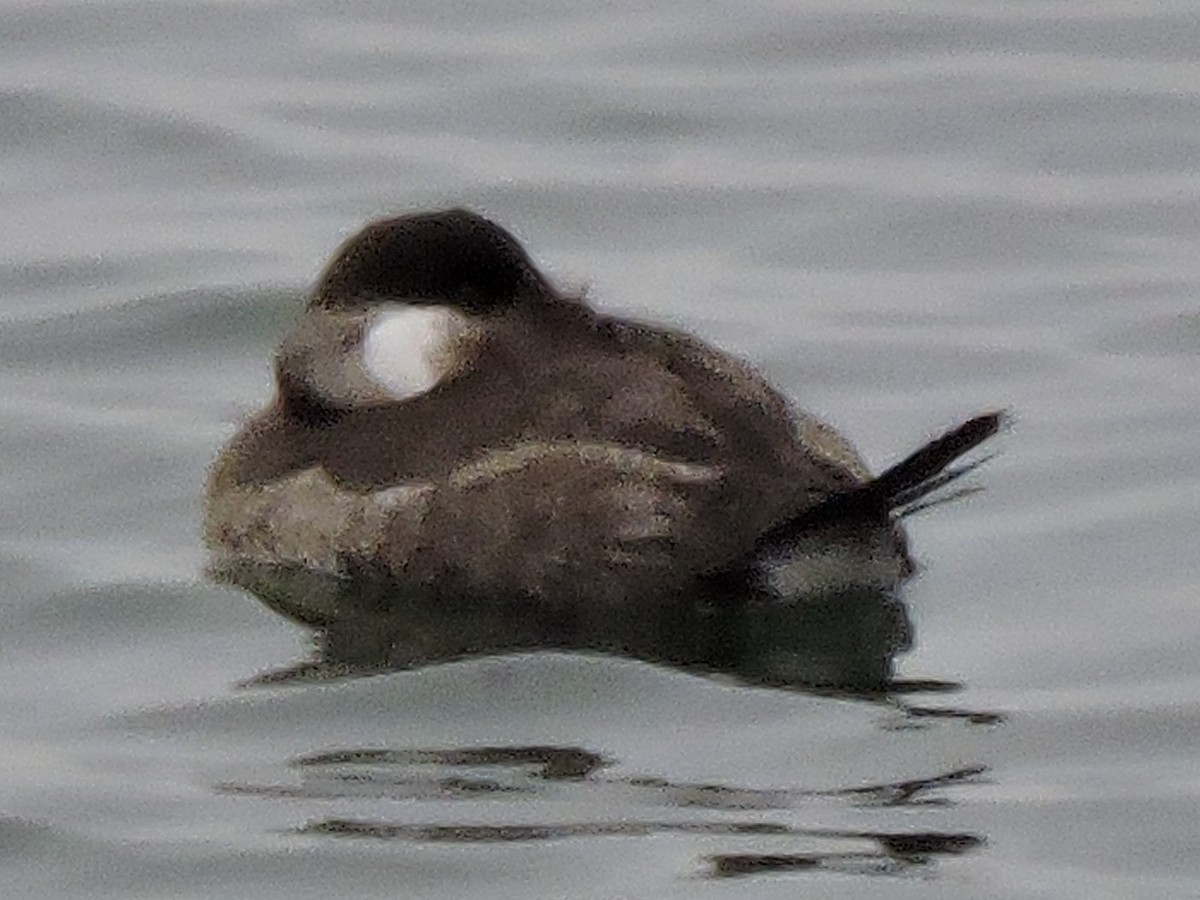 Ruddy Duck - ML616791236