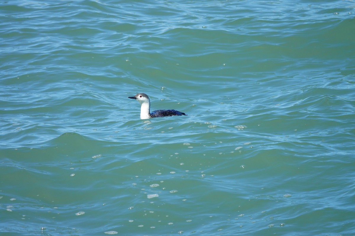 Red-throated Loon - ML616791246