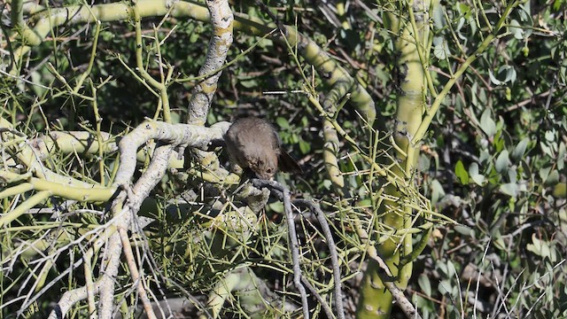 Canyon Towhee - ML616791282