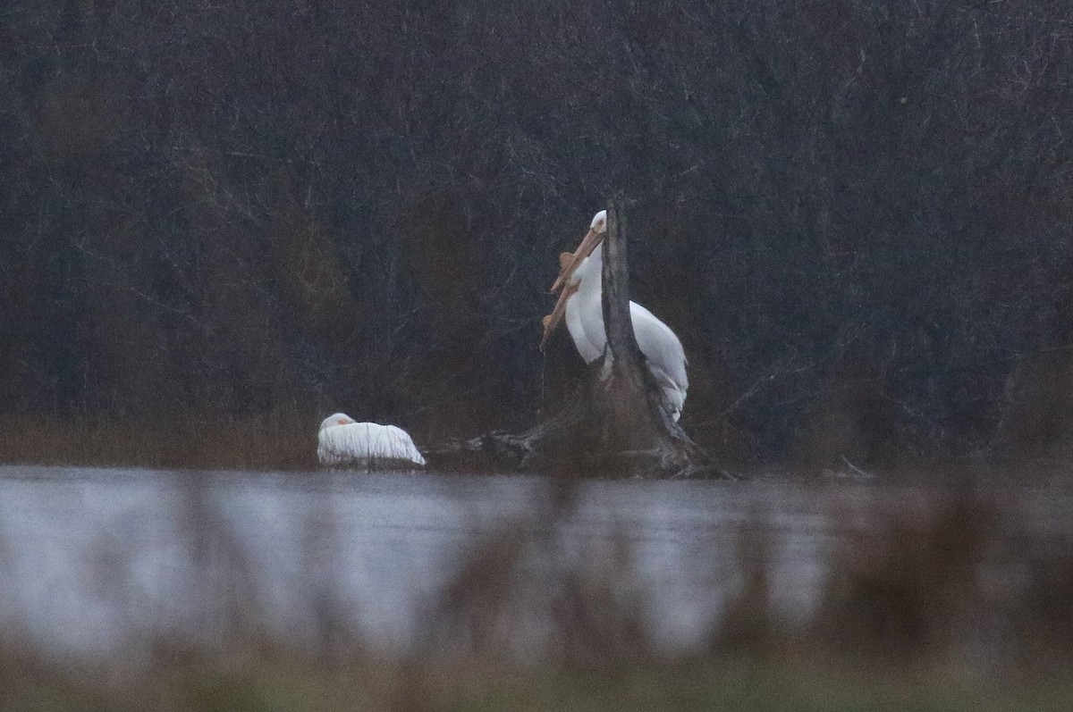 American White Pelican - ML616791283