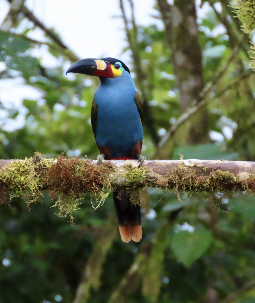 Plate-billed Mountain-Toucan - Bonnie Berard