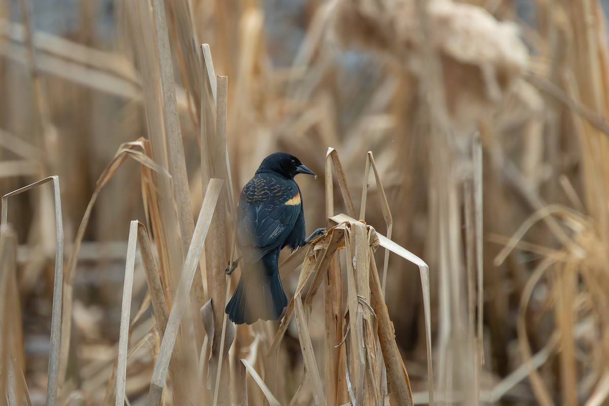 Red-winged Blackbird - ML616791318