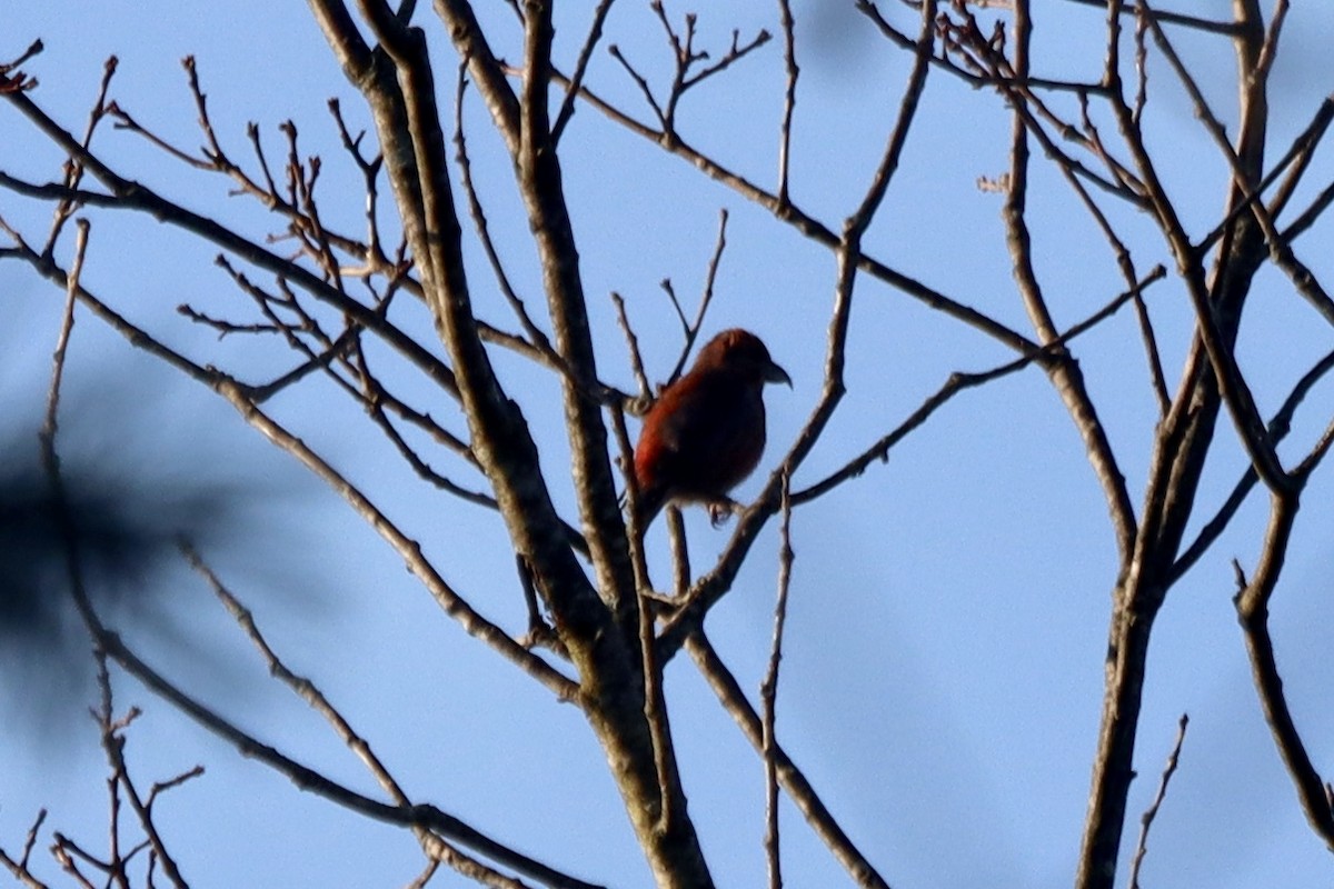 Red Crossbill - Marc Chelemer