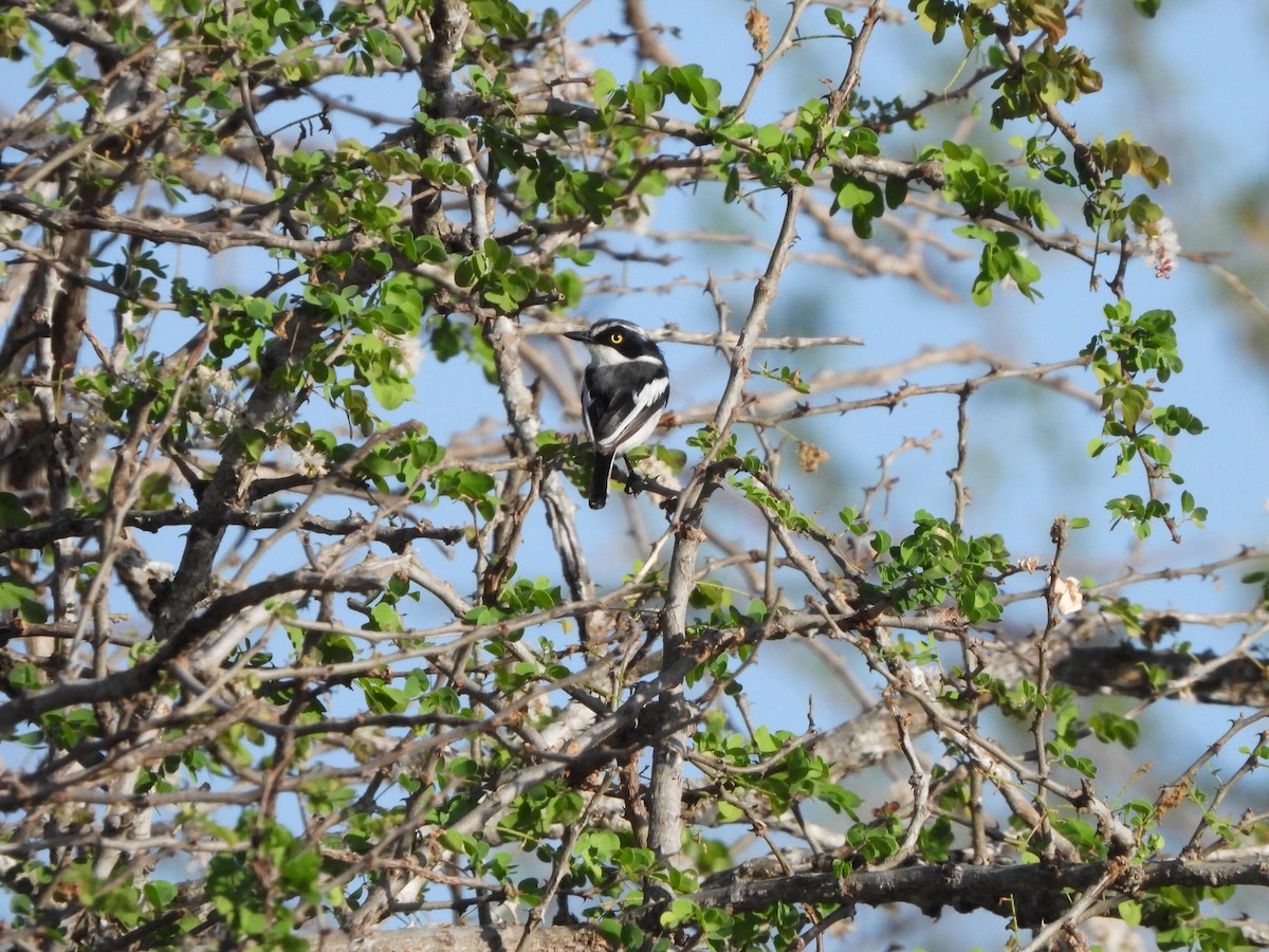 Eastern Black-headed Batis - ML616791379