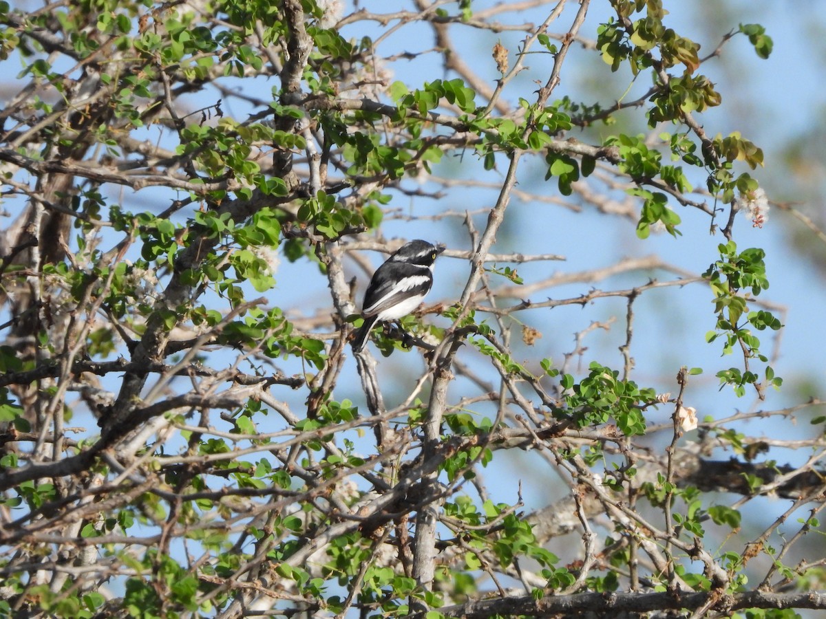 Eastern Black-headed Batis - ML616791380