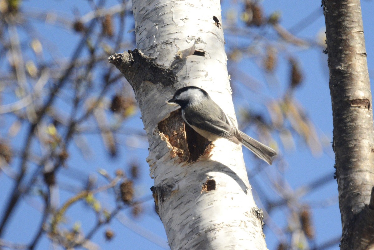 Black-capped Chickadee - ML616791383