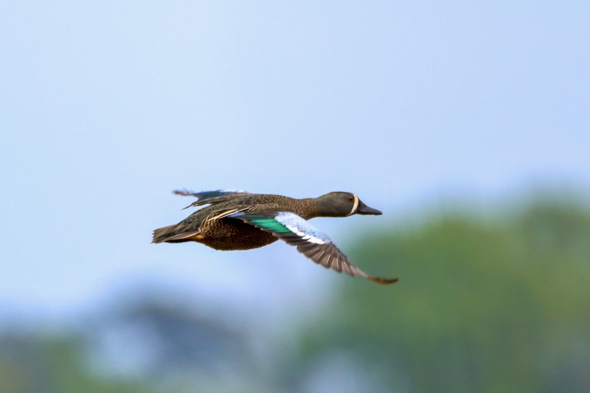 Blue-winged Teal - ML616791444