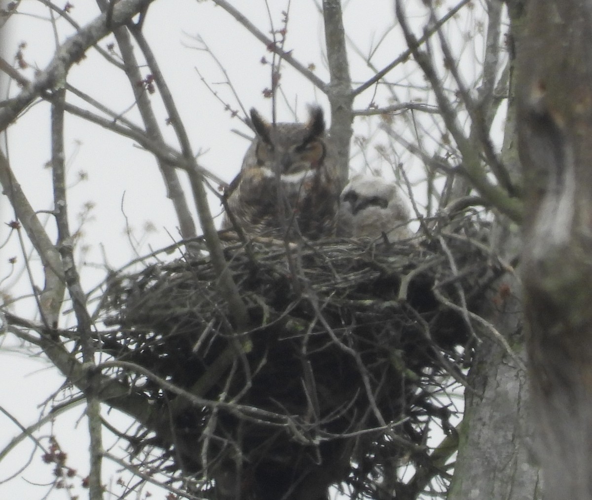 Great Horned Owl - Brenda Meese