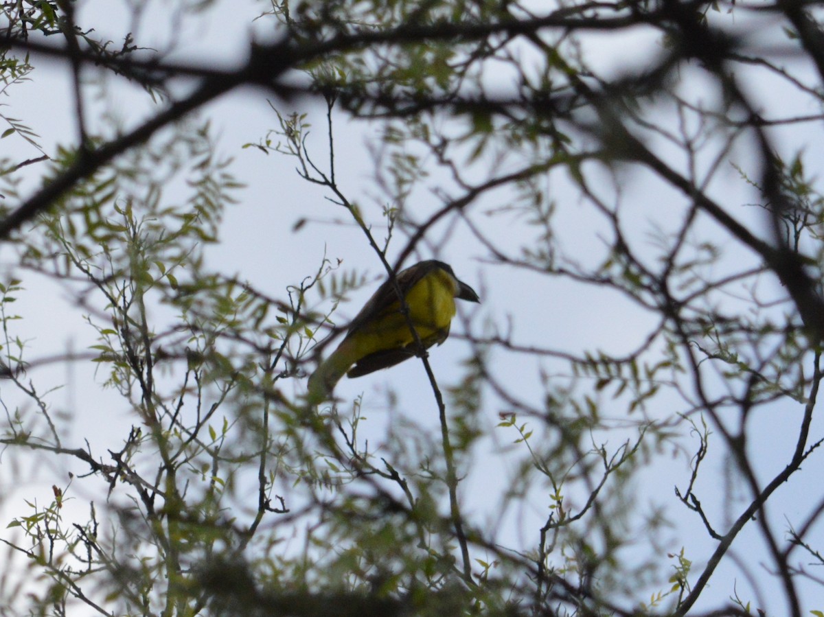 Boat-billed Flycatcher - Jose Navarro
