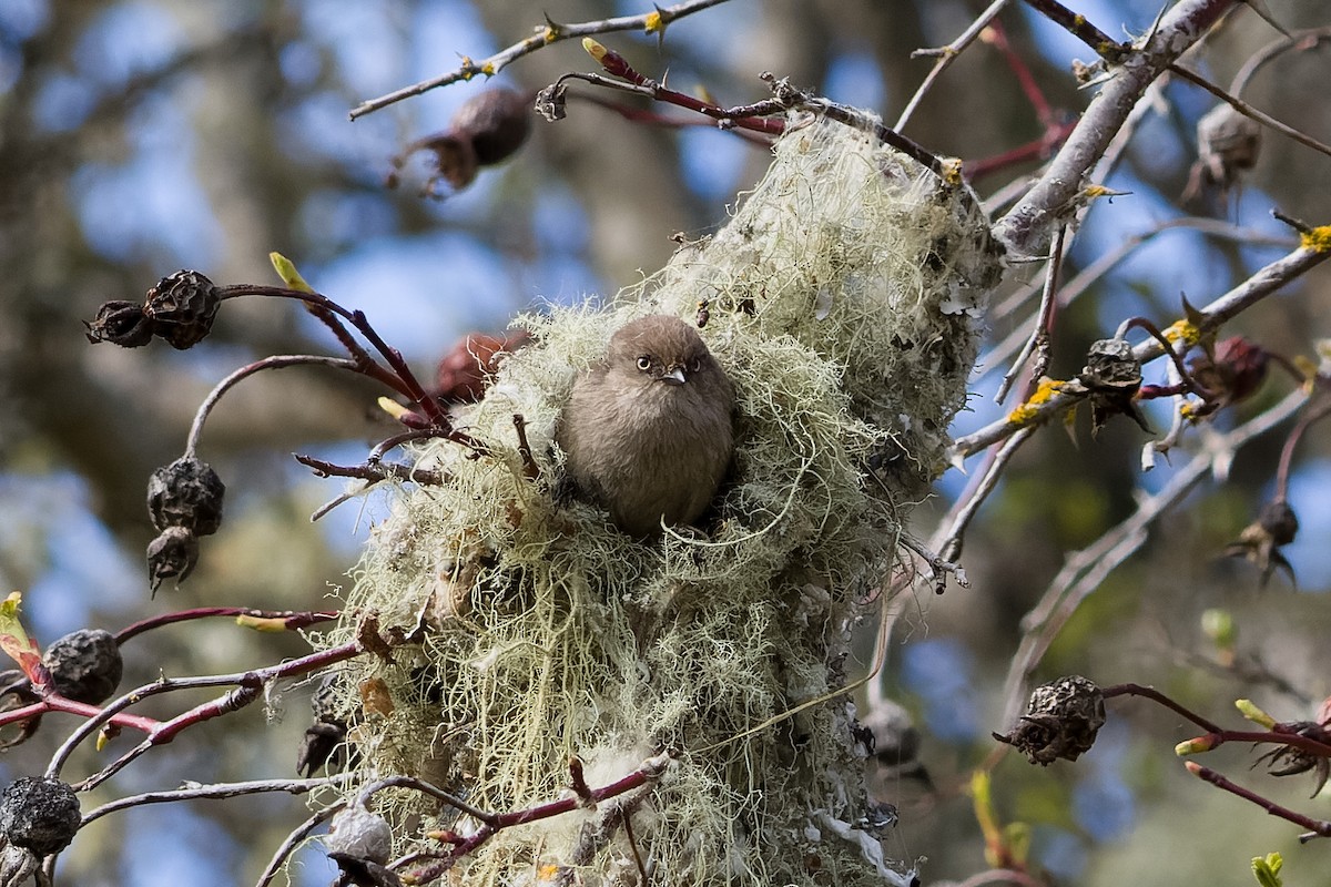 Bushtit - ML616791576