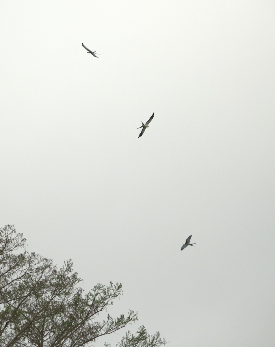 Swallow-tailed Kite - ML616791598