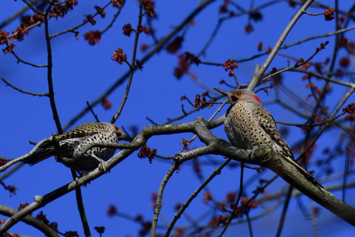 Northern Flicker - ML616791651