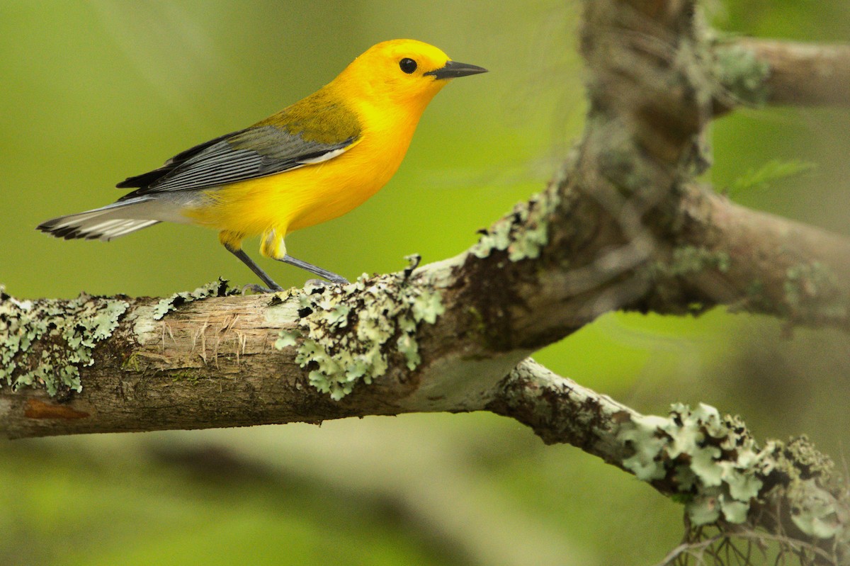 Prothonotary Warbler - ML616791669