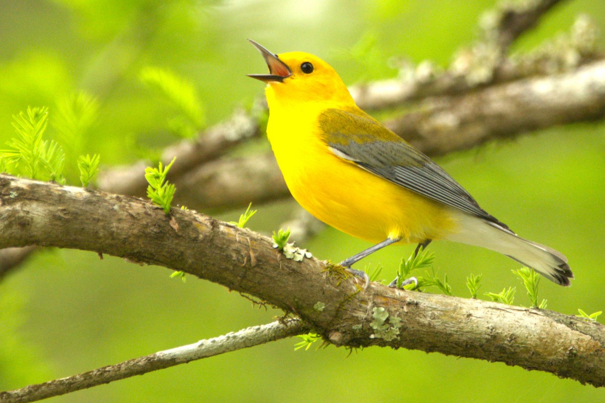 Prothonotary Warbler - ML616791670