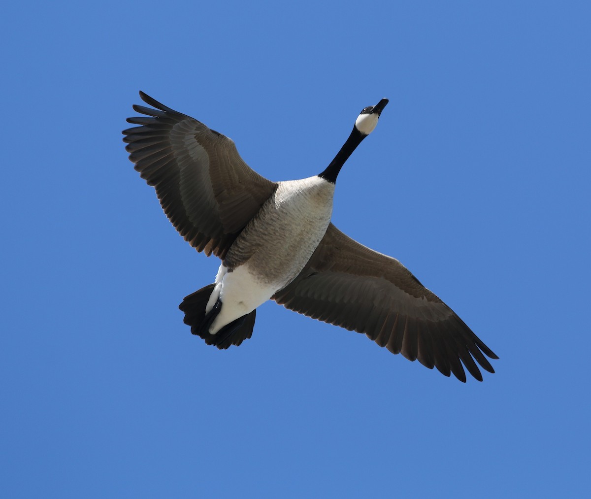 Canada Goose - ML616791686