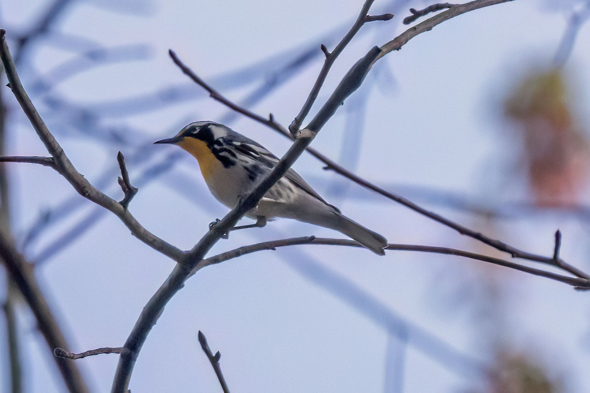 Yellow-throated Warbler - Reuben Rohn