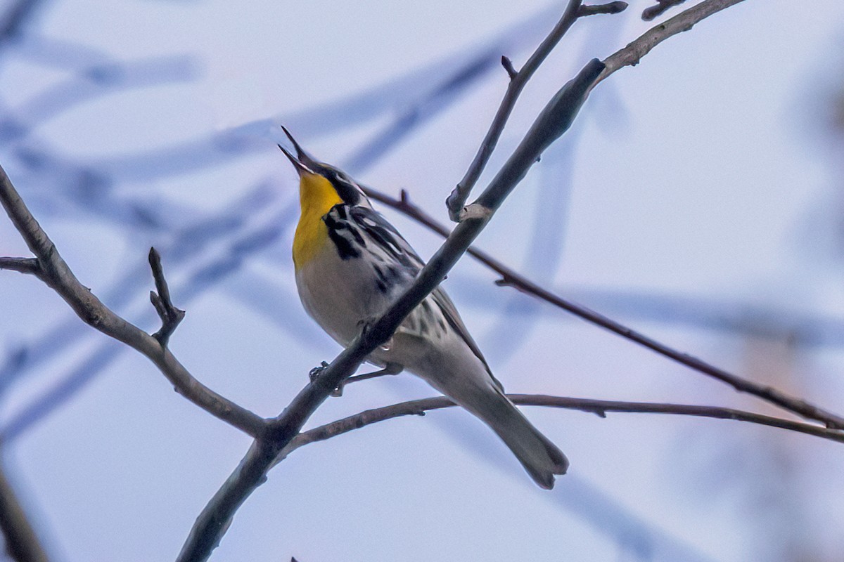 Yellow-throated Warbler - Reuben Rohn