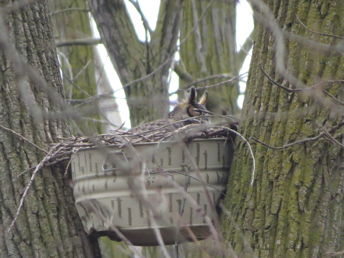 Great Horned Owl - ML616791707