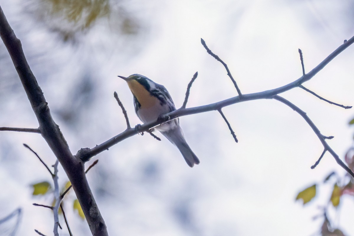 Yellow-throated Warbler - Reuben Rohn