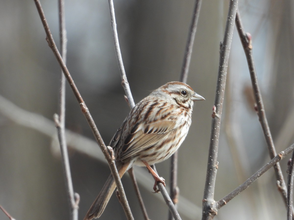 Song Sparrow - ML616791744