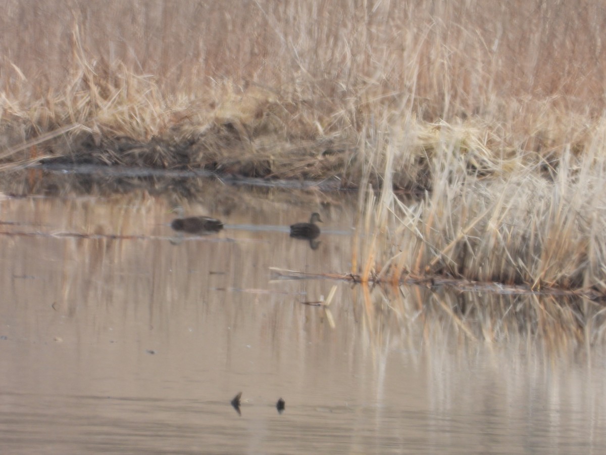 American Black Duck - Denis Provencher COHL