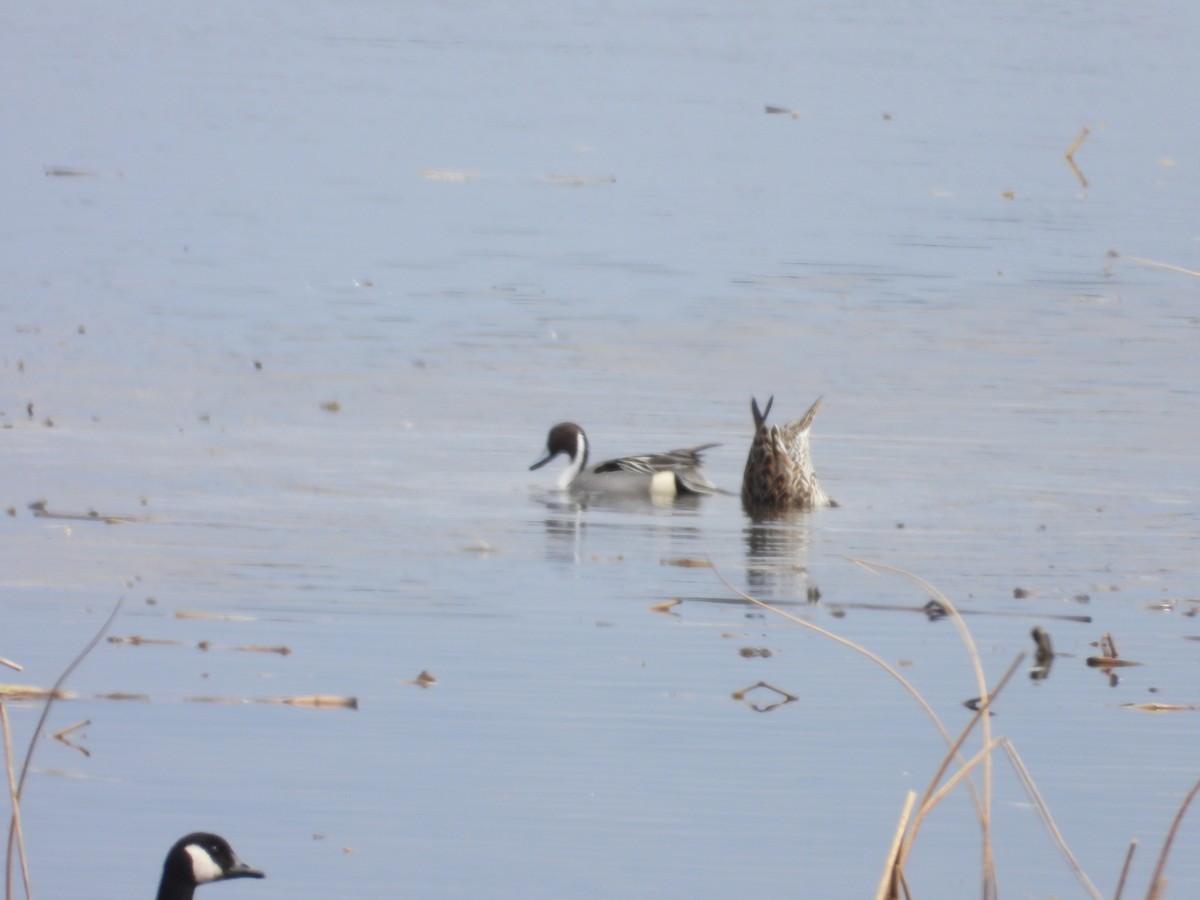 Northern Pintail - ML616791768