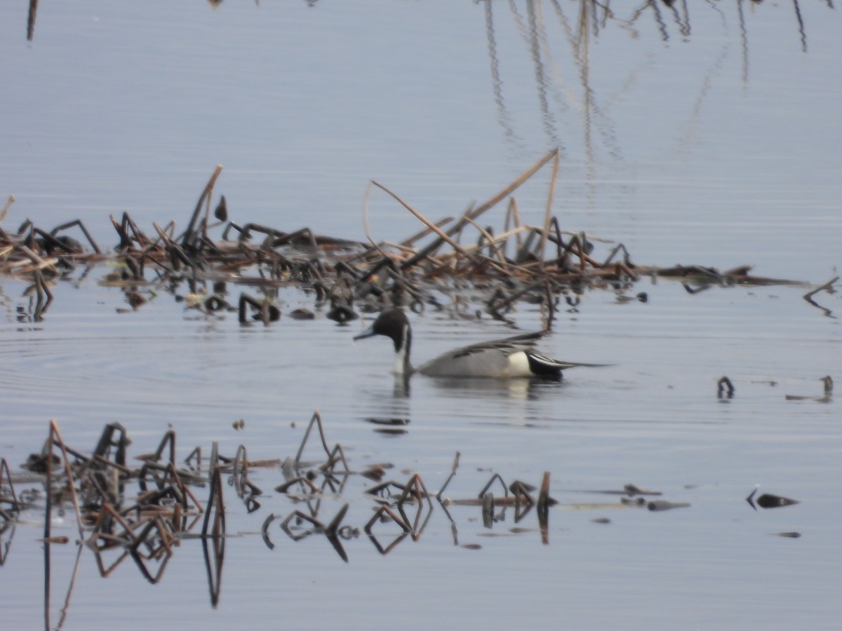 Northern Pintail - ML616791769