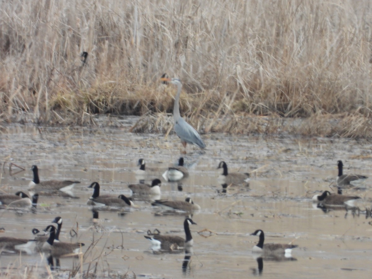 Great Blue Heron - ML616791776