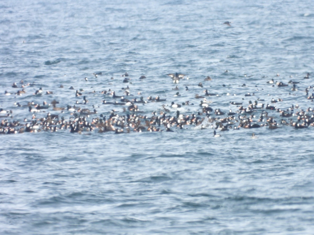 Surf Scoter - ML616791777