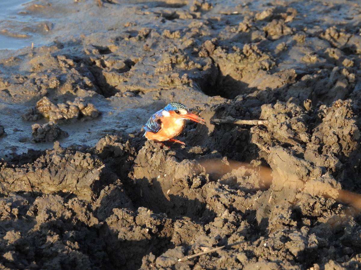 Malachite Kingfisher - ML616791787