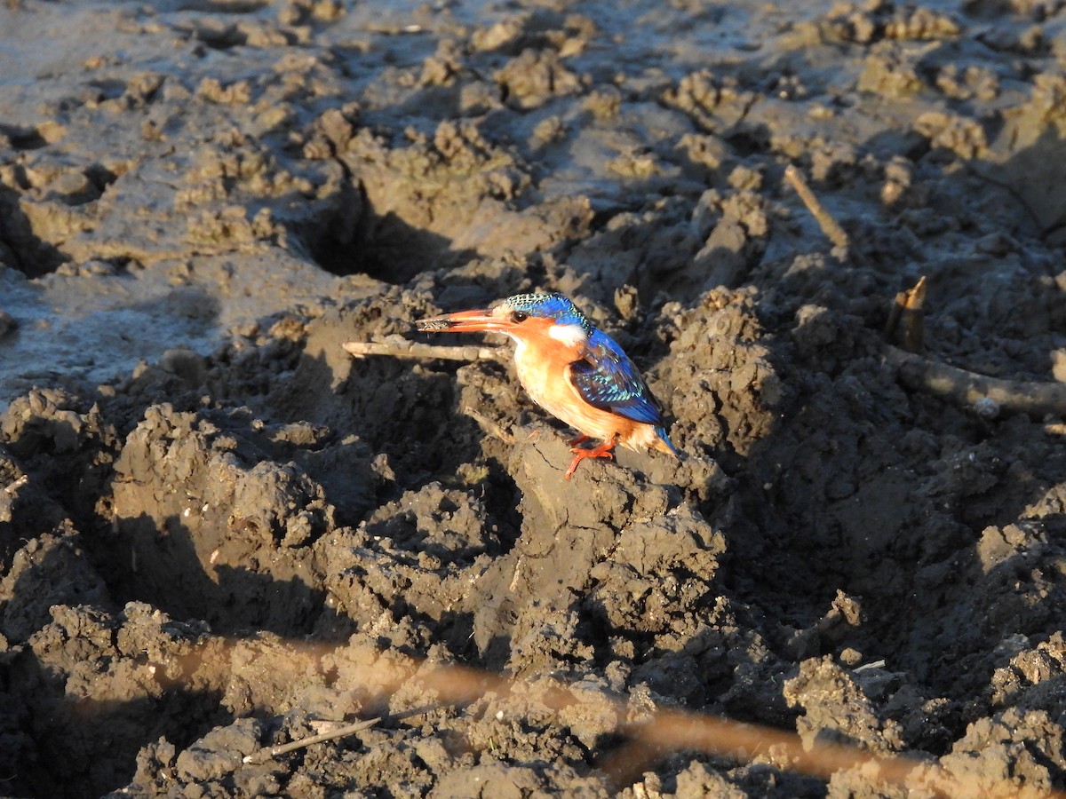 Malachite Kingfisher - ML616791788