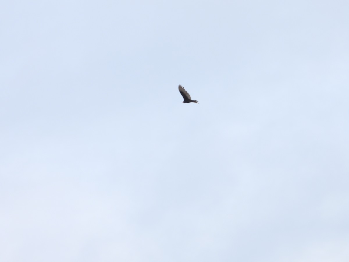 Turkey Vulture - ML616791791