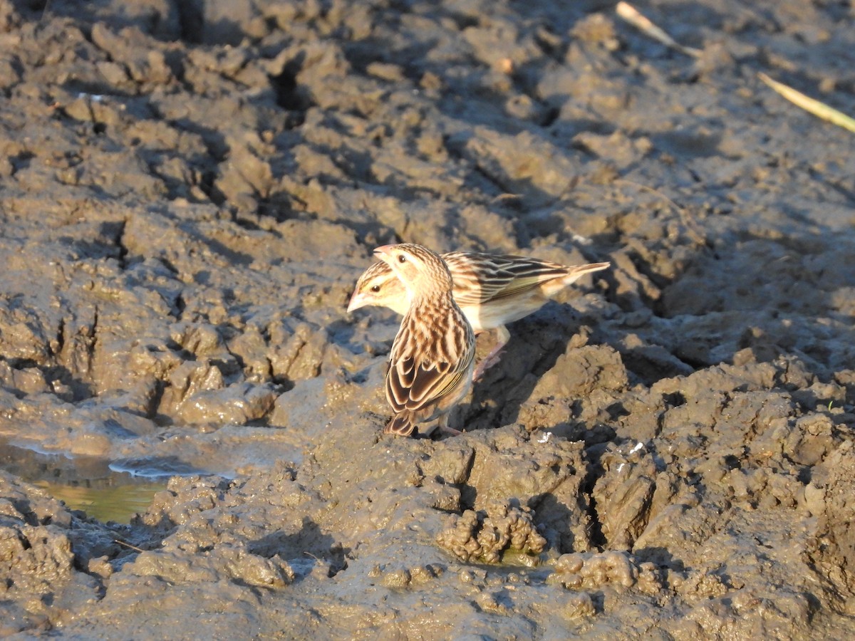 Black-winged Bishop - ML616791821