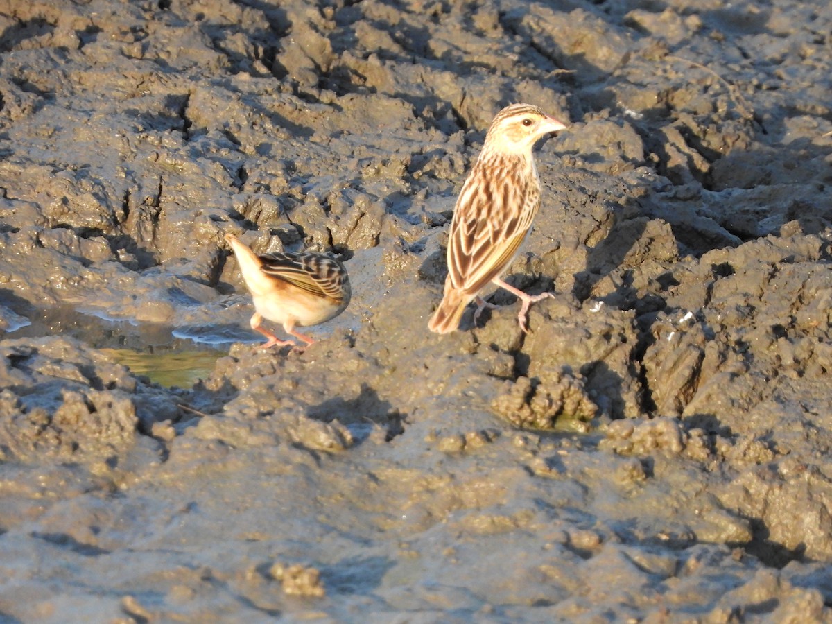 Black-winged Bishop - ML616791822