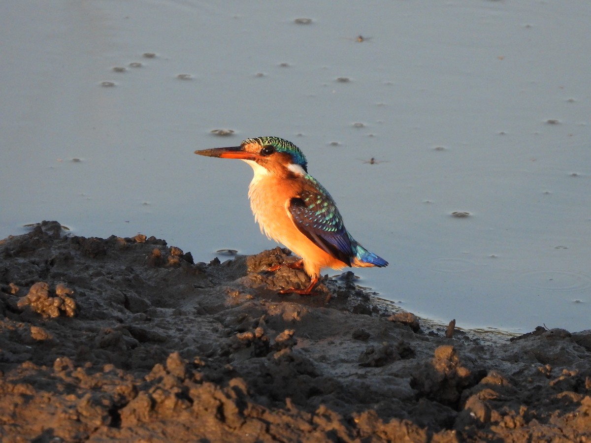 Malachite Kingfisher - Bev Agler