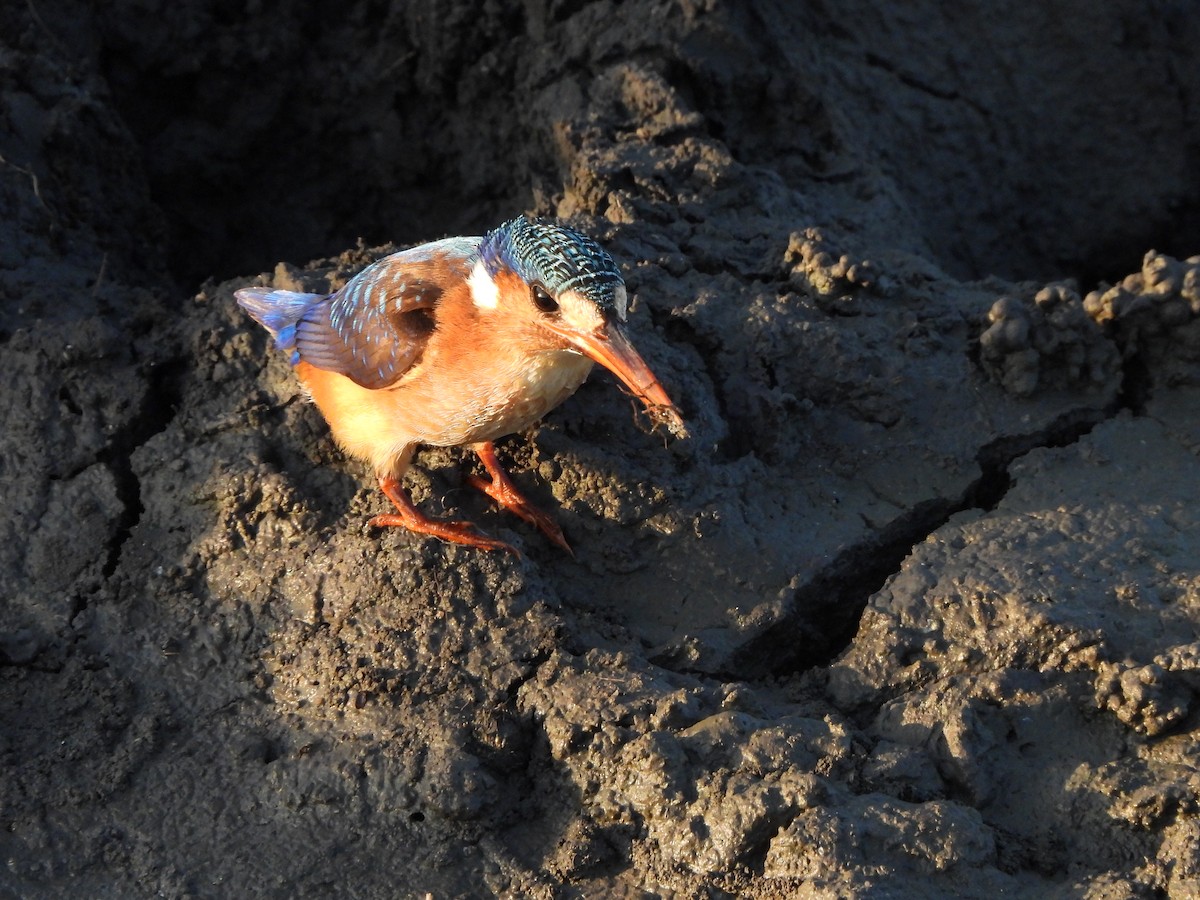 Malachite Kingfisher - ML616791874