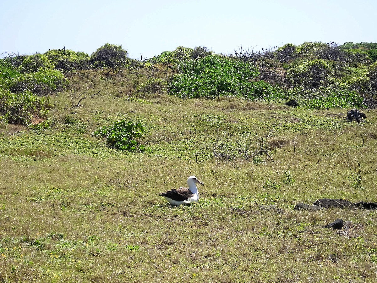 Laysan Albatross - Alicia MacLeay