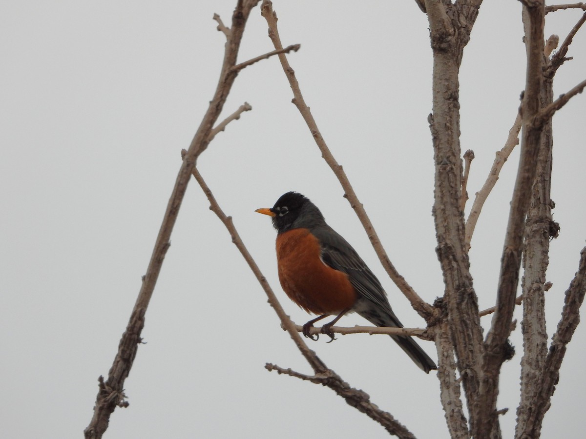 American Robin - ML616791918