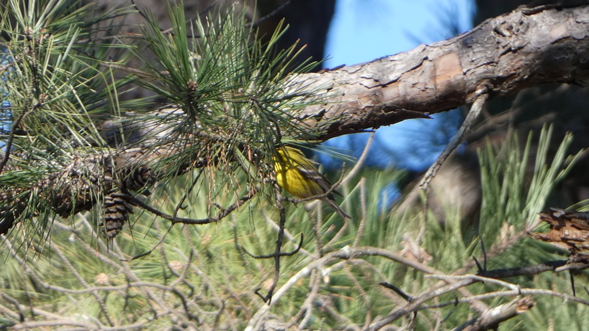 Pine Warbler - ML616791927