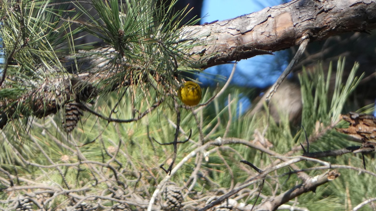 Pine Warbler - ML616791930