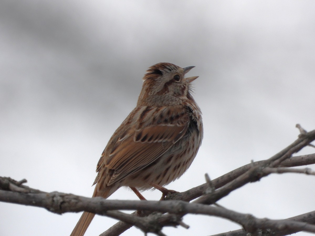 Song Sparrow - ML616791956