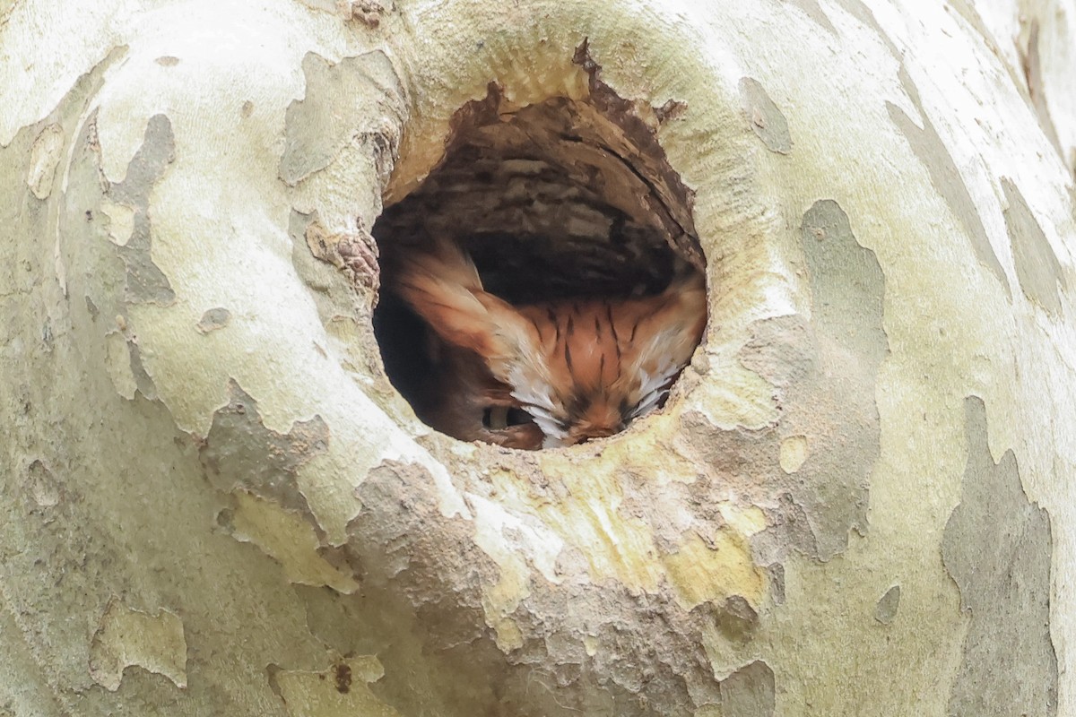 Eastern Screech-Owl - ML616792020