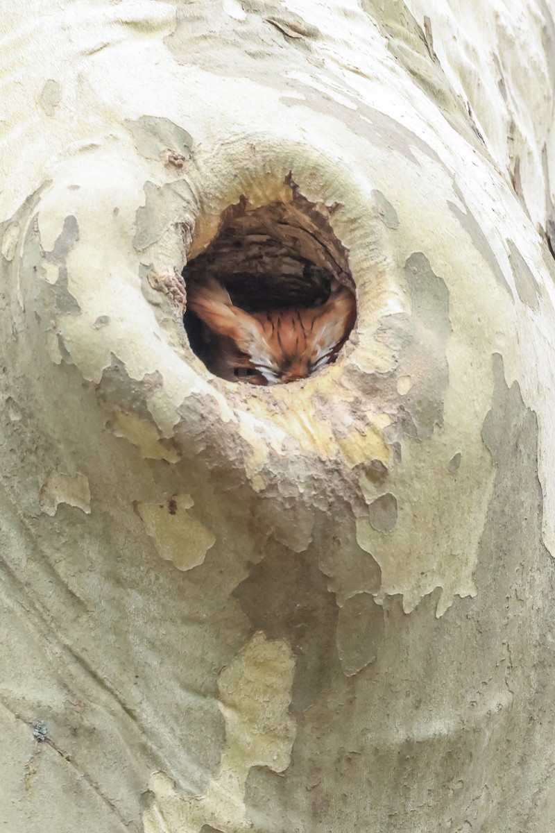 Eastern Screech-Owl - ML616792021