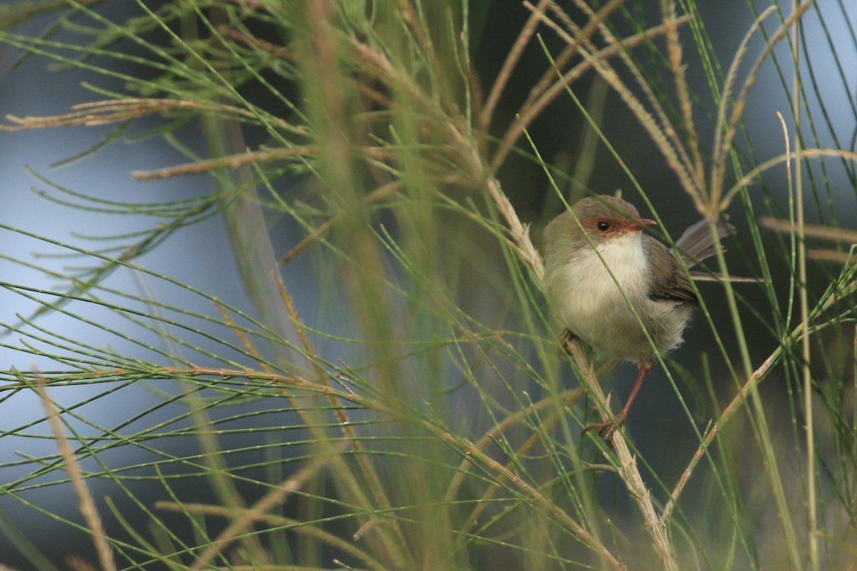 Superb Fairywren - Steve Gibb