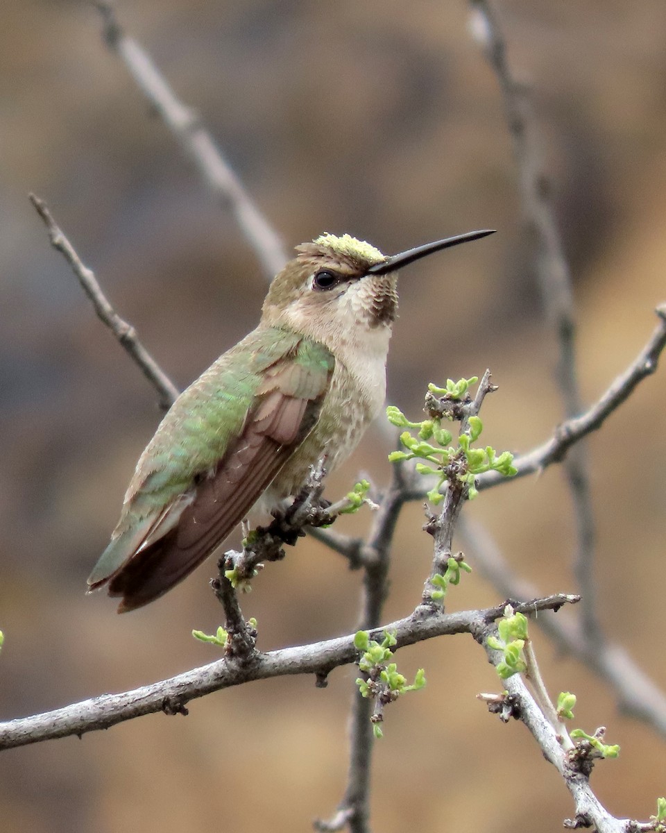 Colibrí de Anna - ML616792143