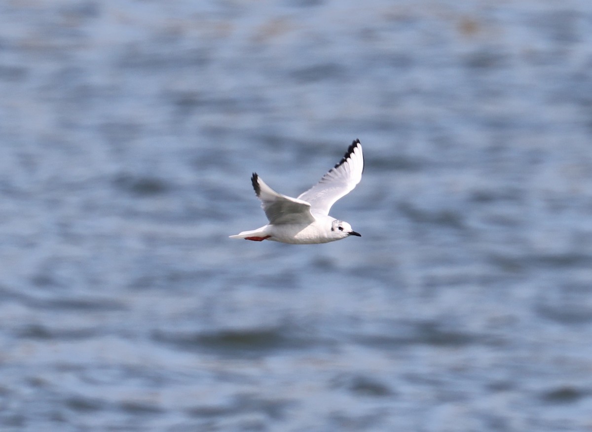 Bonaparte's Gull - ML616792160